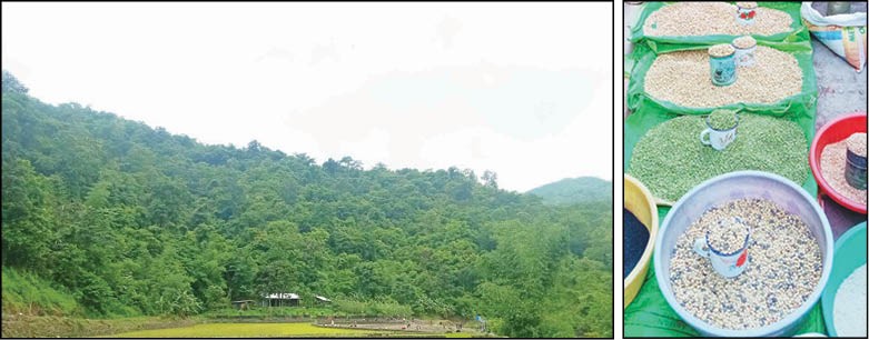 (Left) A Nagaland Government report states that the flora and fauna in Nagaland is being endangered by reckless deforestation and other human activities. (Right) Pulses for sale at a local market in Nagaland. A report from the Nagaland Department of Environment, Forest and Climate Change says that deforestation threatens sustenance of produce.